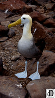Galapagos 2016-02815