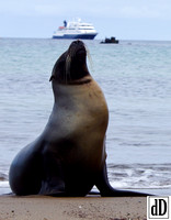 Galapagos 2016-2
