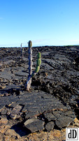 Galapagos 2016-02909